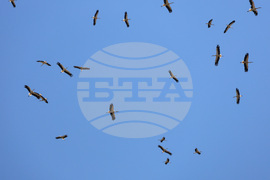 Бургас - щъркели - миграция