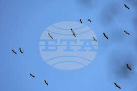 Бургас - щъркели - миграция