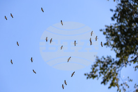 Бургас - щъркели - миграция