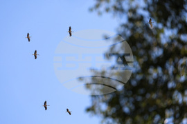 Бургас - щъркели - миграция