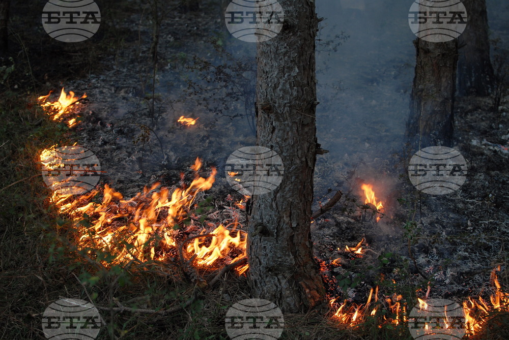 Дървосекачи са подпалили гора край берковското село Бокиловци в област Монтана