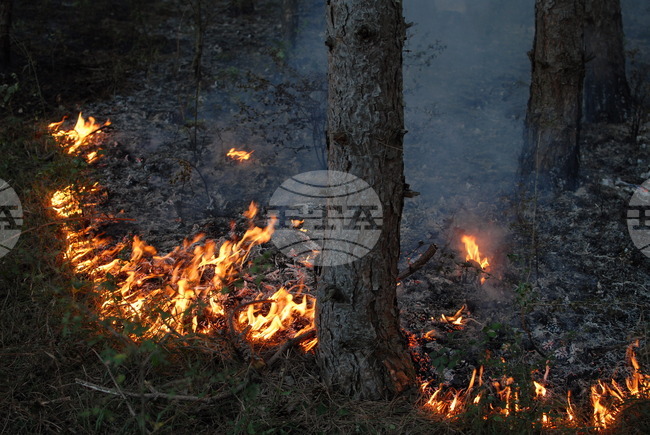 Дървосекачи са подпалили гора край берковското село Бокиловци в област Монтана