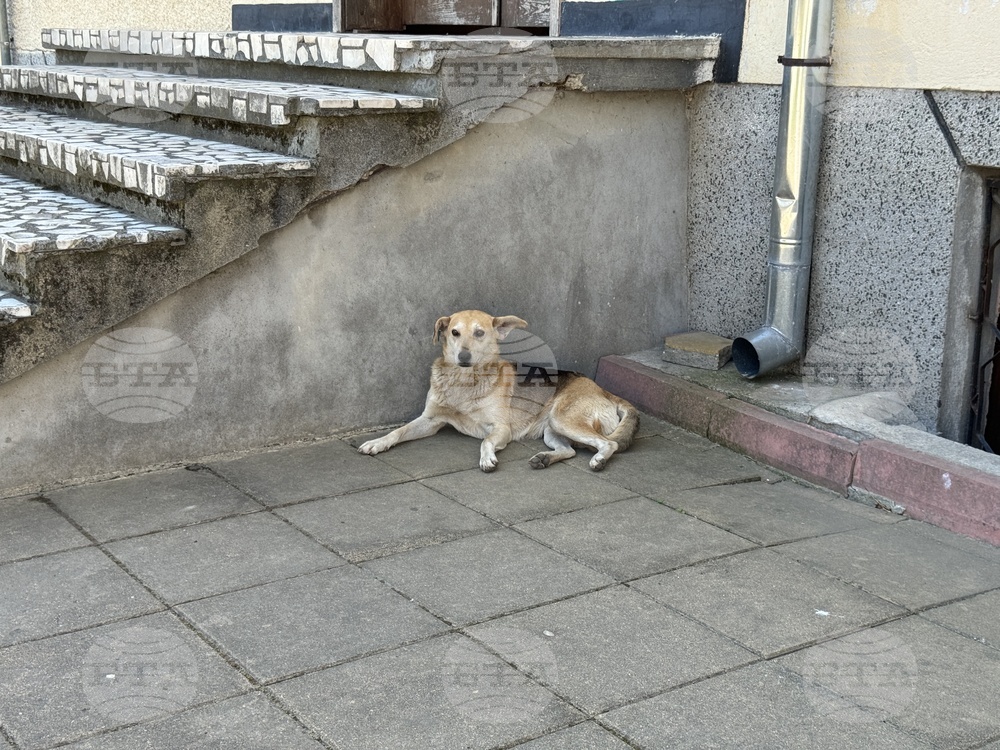 Census Shows Nearly 20,000 Strays Live in Varna