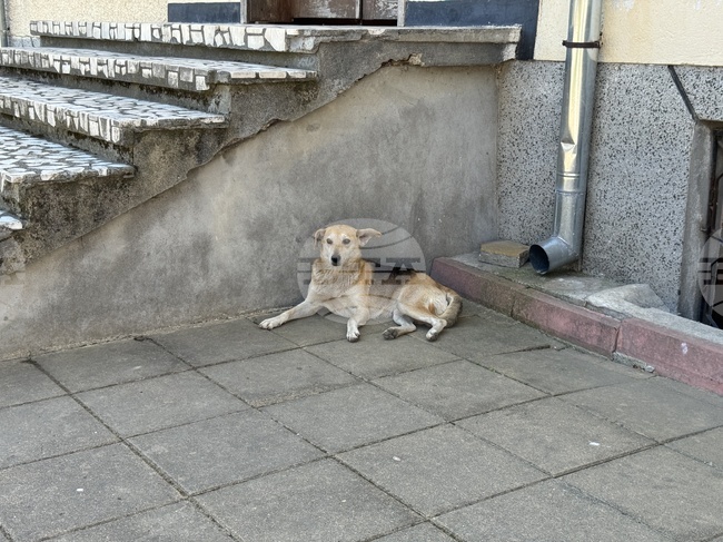 Census Shows Nearly 20,000 Strays Live in Varna