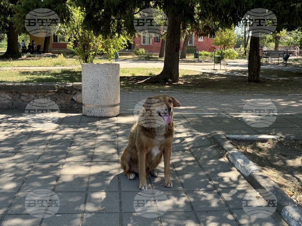 Започва есенната кампания за кастрация на бездомни кучета и котки, организирана от Община Казанлък