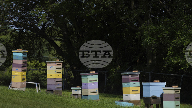 Учени използват ултразвук, за да отблъскват вредители от пчелните кошери