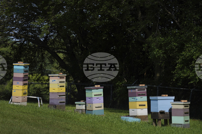 Учени използват ултразвук, за да отблъскват вредители от пчелните кошери