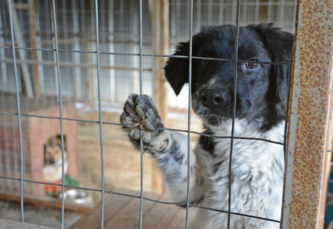 Община Варна: Кученца от приюта в с. Каменар очакват бъдещи осиновители на фестивала „Сръчко“ на 17 август 