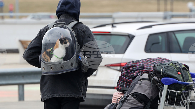 Изчезване на котка по време на полет между Кипър и Гърция предизвика спешно разследване 