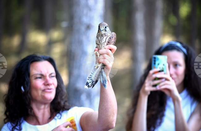 Зелени Балкани - птици - освобождаване