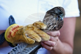 Зелени Балкани - птици - освобождаване