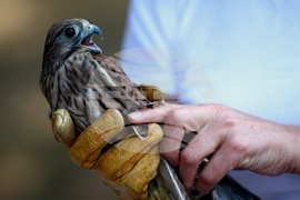 Зелени Балкани - птици - освобождаване