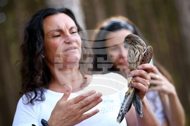 Зелени Балкани - птици - освобождаване
