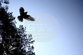 Зелени Балкани - птици - освобождаване