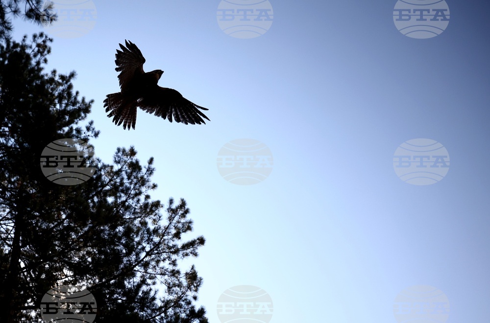 Зелени Балкани - птици - освобождаване