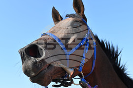 Село Самуил - конни надбягвания