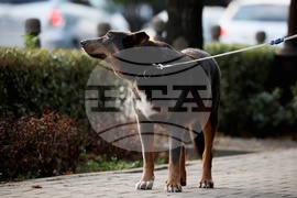 Резиденция на посланика на Република Турция в София - бдение