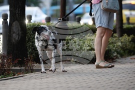 Резиденция на посланика на Република Турция в София - бдение