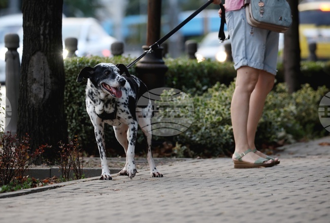 От началото на месеца са проверени над 360 стопани на кучета и са съставени 26 акта, съобщи Столична община