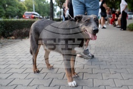 Резиденция на посланика на Република Турция в София - бдение