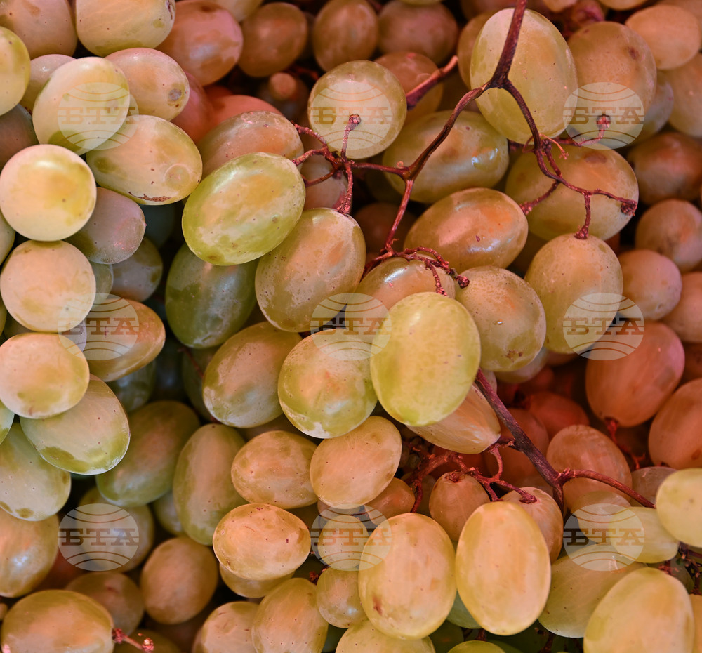 Лозарите в страната могат да кандидатстват за подпомагане за борба с вредителите от 24 март до 14 ноември