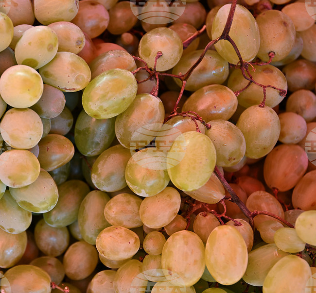 Лозарите в страната могат да кандидатстват за подпомагане за борба с вредителите от 24 март до 14 ноември