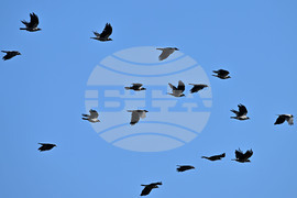 Село Брестовене - птици - любопитно