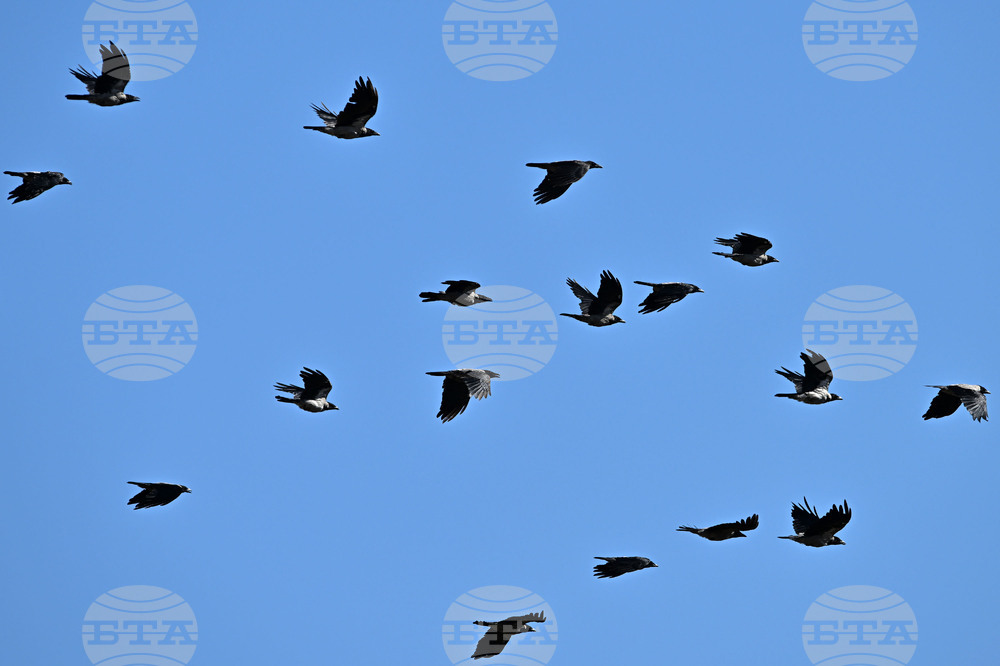 Село Брестовене - птици - любопитно