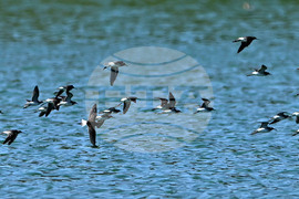 Село Брестовене - птици - любопитно
