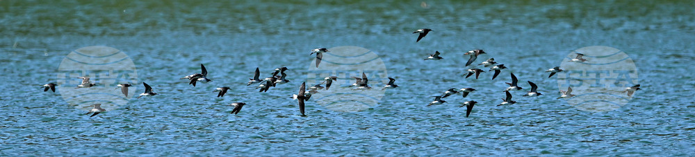 Село Брестовене - птици - любопитно
