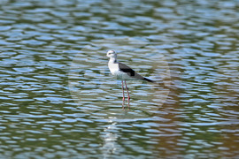 Село Брестовене - птици - любопитно