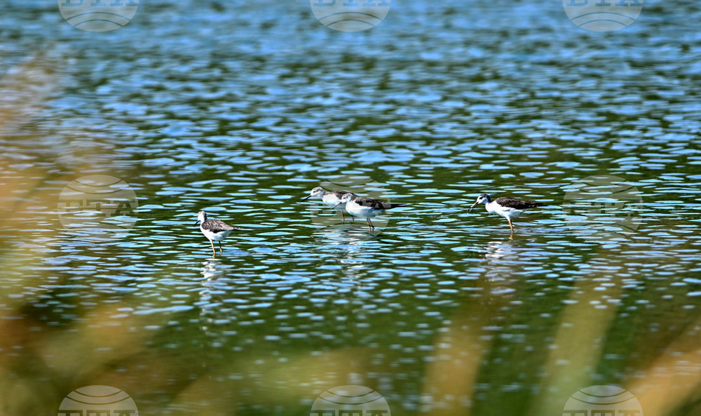 Село Брестовене - птици - любопитно