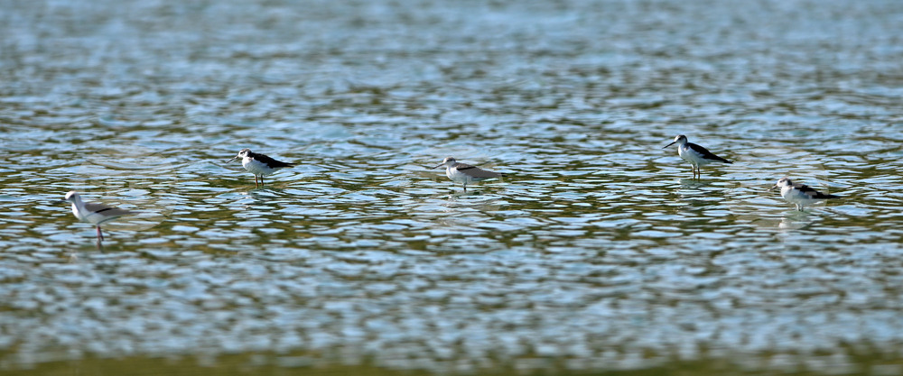 Село Брестовене - птици - любопитно