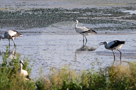 Село Брестовене - птици - любопитно