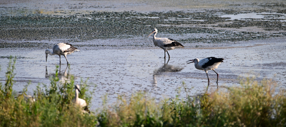 Село Брестовене - птици - любопитно