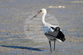 Село Брестовене - птици - любопитно