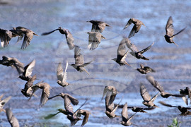 Село Брестовене - птици - любопитно