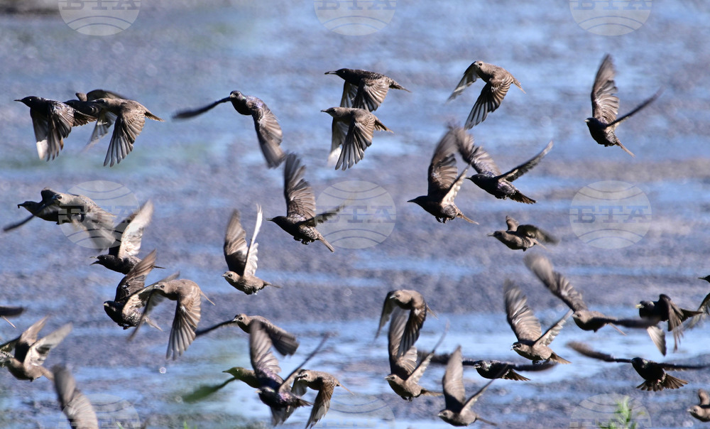 Село Брестовене - птици - любопитно