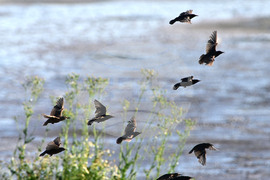Село Брестовене - птици - любопитно