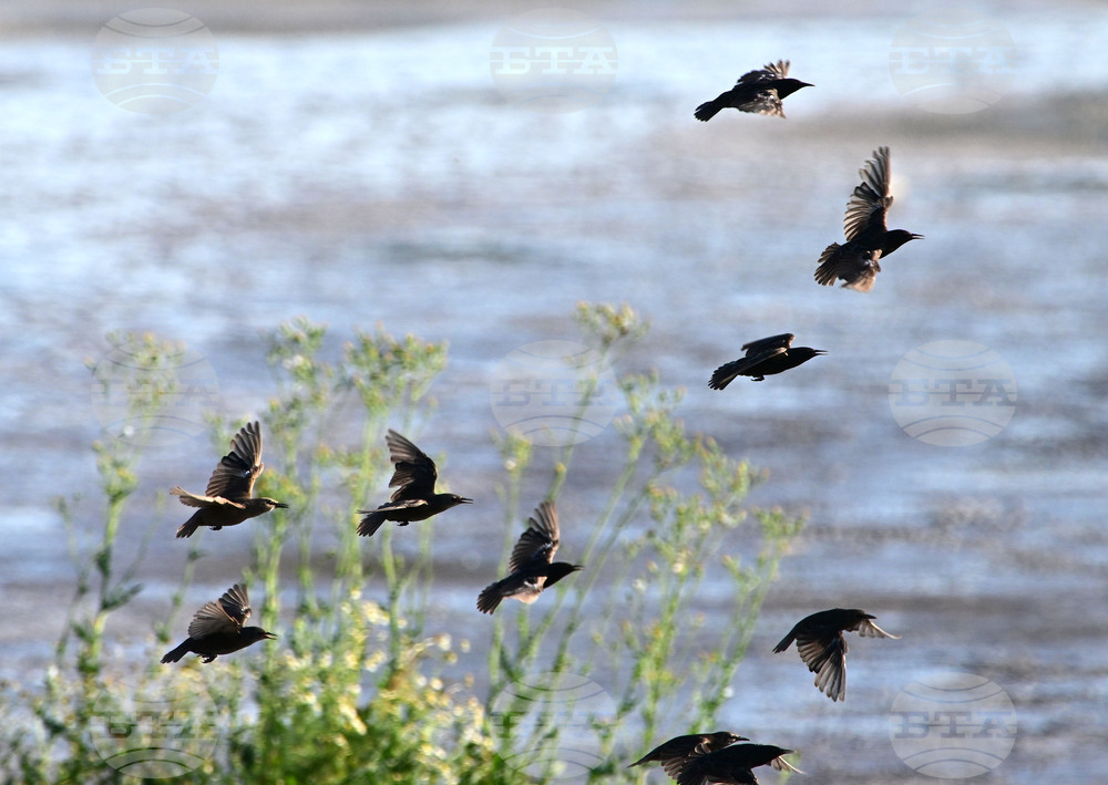 Село Брестовене - птици - любопитно