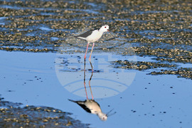 Село Брестовене - птици - любопитно