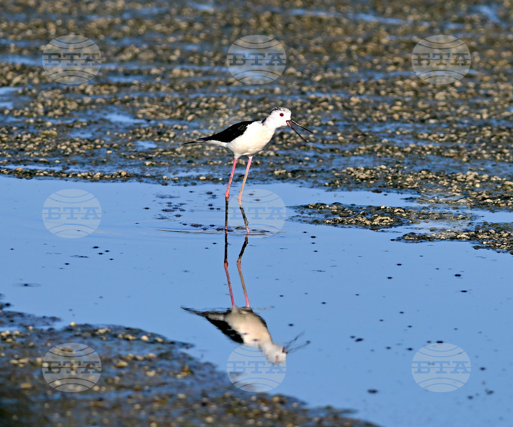 Село Брестовене - птици - любопитно