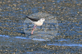 Село Брестовене - птици - любопитно