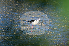 Село Брестовене - птици - любопитно