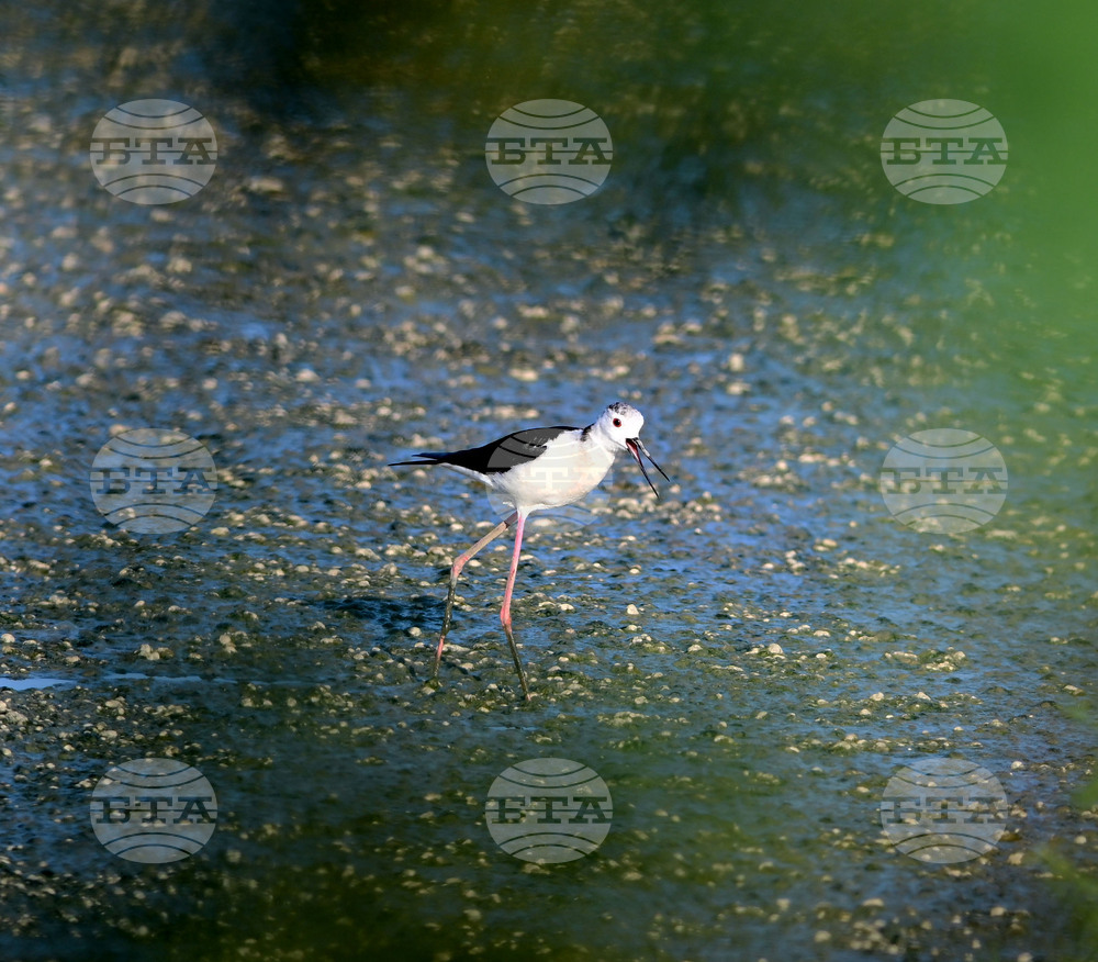 Село Брестовене - птици - любопитно