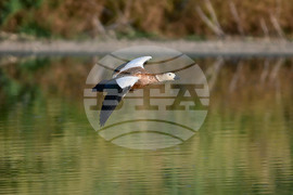 Село Брестовене - птици - любопитно