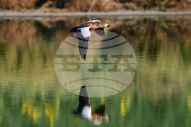 Село Брестовене - птици - любопитно