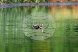 Село Брестовене - птици - любопитно
