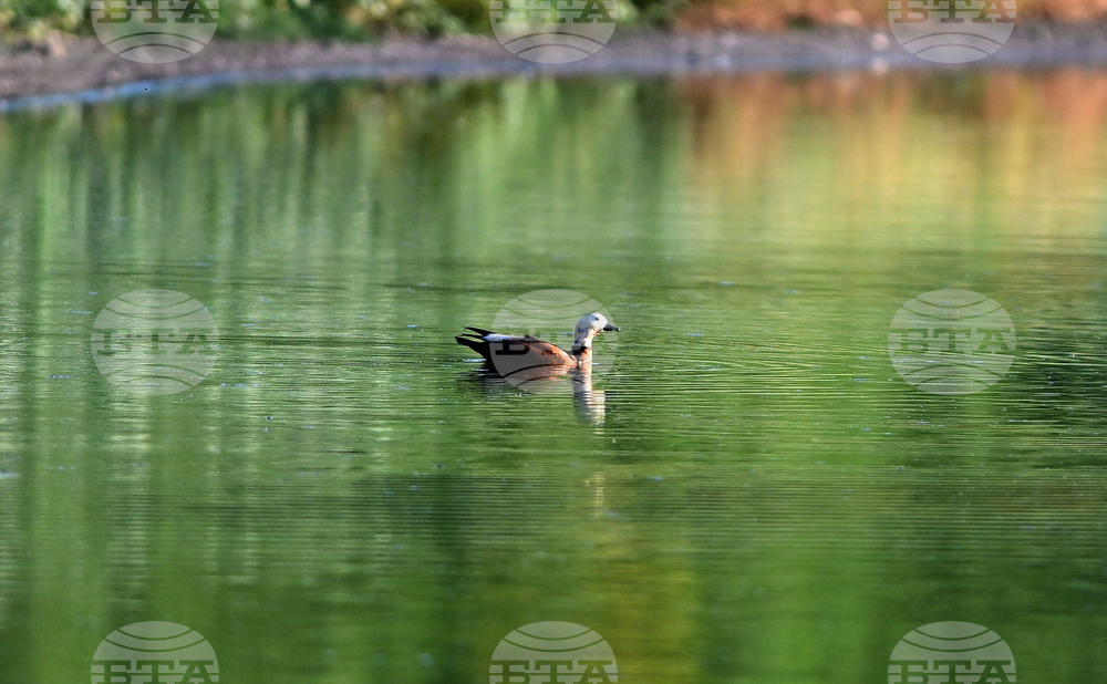 Significant Part of Aldomirovtsi Marsh Destroyed Due to Fire 
