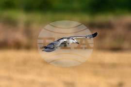 Село Брестовене - птици - любопитно